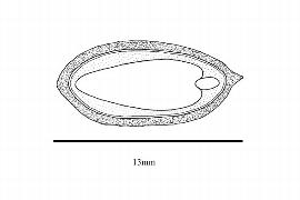   Embryo:   Olea europaea ; Illustration by K. Parker, Kirkbride et al. (2006)
